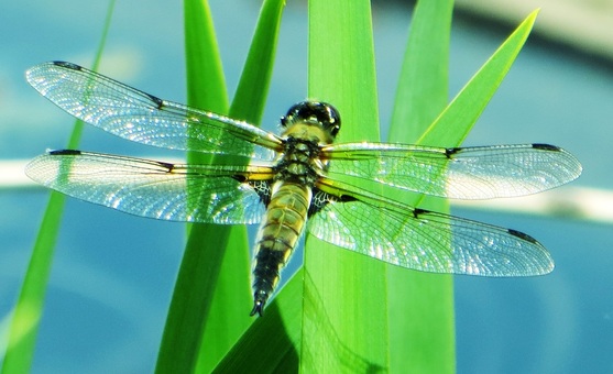 Sparkling transparent wings of a dragonfly