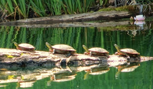 four painted turtles on a log in Dutch Lake, Clearwater, BC