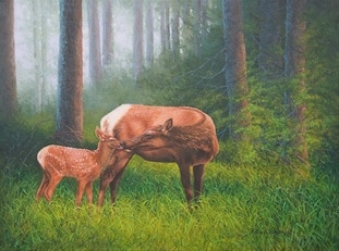 Mother elk nursing her calf in Jasper National Park